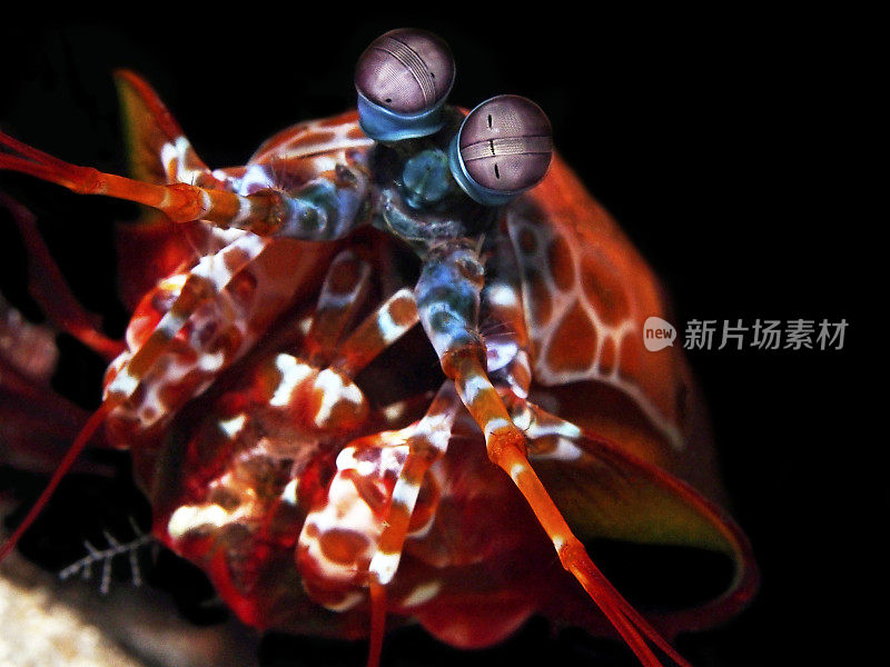 印度洋中的孔雀螳螂虾