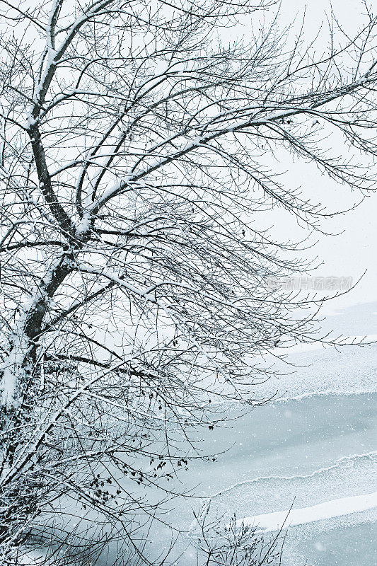 冬天的森林里下雪