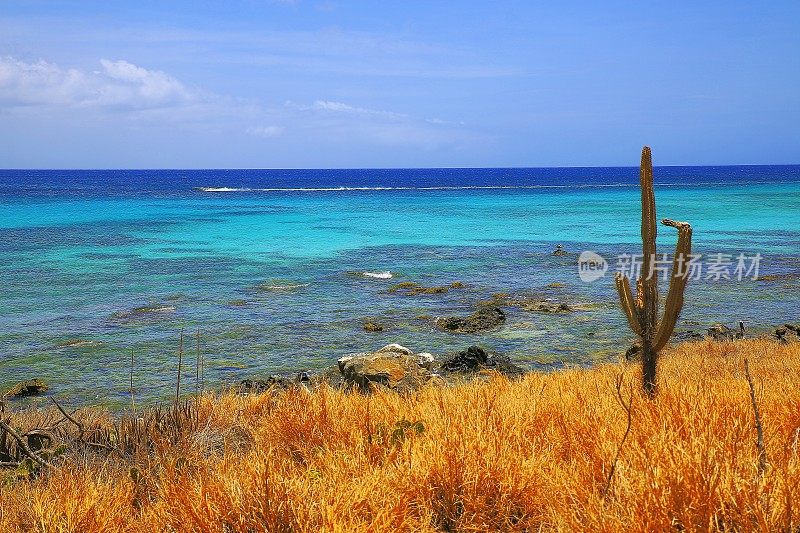 热带岚溪海滩沙漠仙人掌植被，阿鲁巴，加勒比海