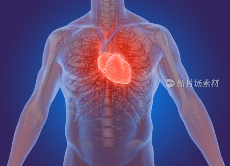人体心脏解剖的三维渲染