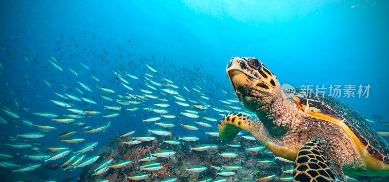 印度洋的玳瑁海龟