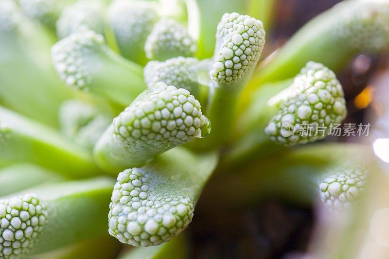 芦荟肉质植物细部