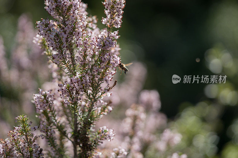 蜜蜂在田野里收集有香味的薰衣草花