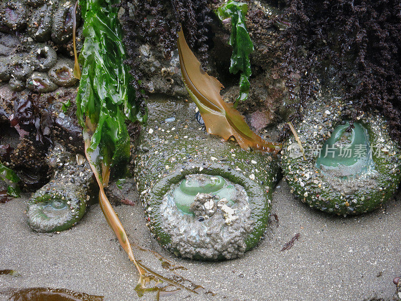岩石上的绿色海葵，潮汐池，奥林匹克国家公园