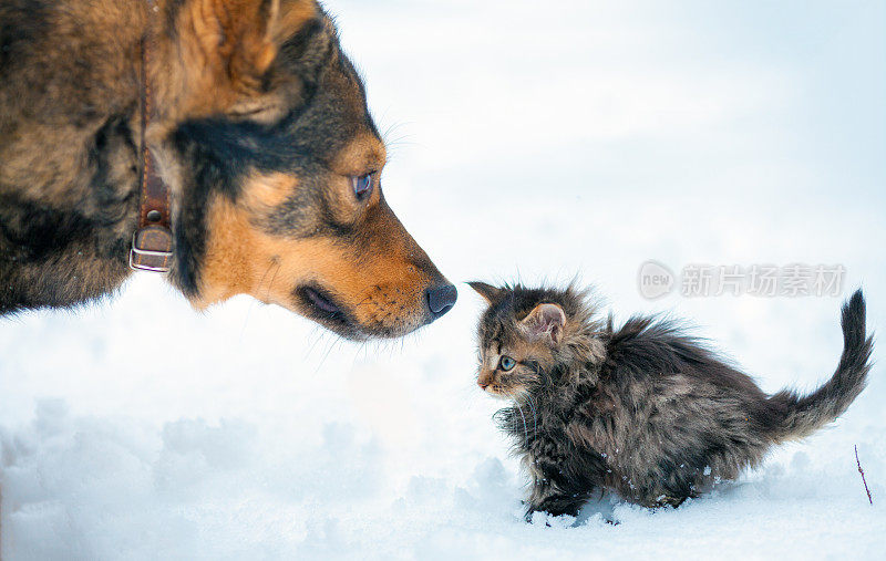 小猫和大狗一起在雪地里玩