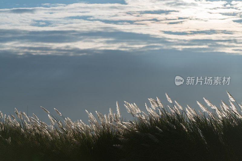 夕阳下的芦苇和阴冷的天空