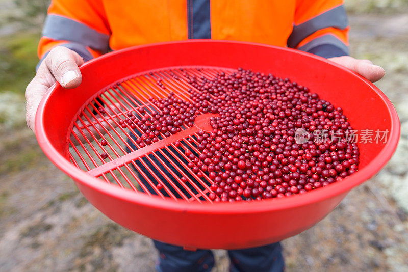 在森林里工作的成熟男人