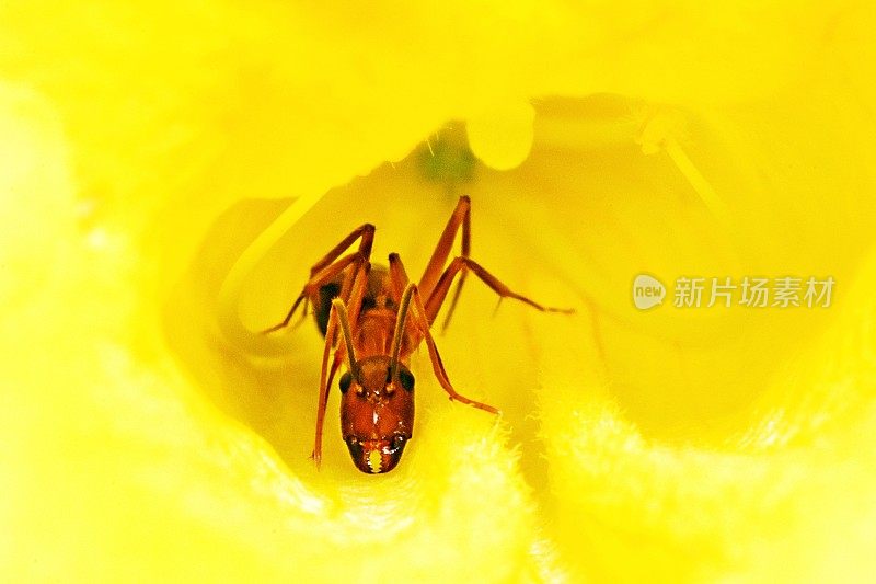 在黄花里休息的蚂蚁看着相机。