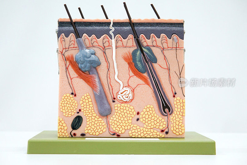 人体皮肤组织切片模型的教育