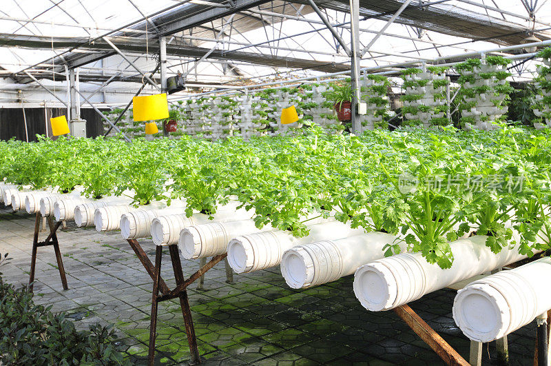 中国秦皇岛市，一处种植芹菜的种植园