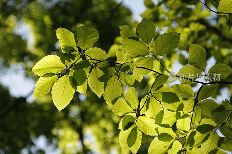 山毛榉叶的特写与模糊的背景。绿树，后面有阳光。