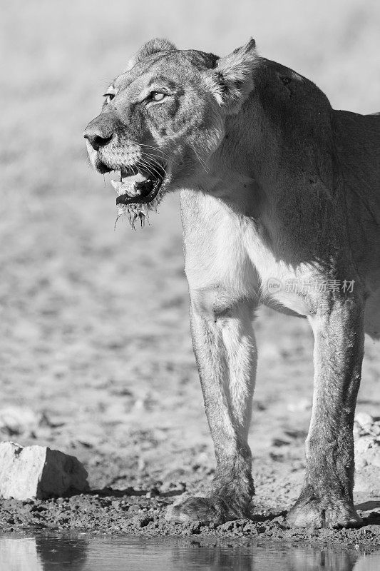 在喀拉哈里的一个小水池里，一只大狮子在喝完水后站了起来