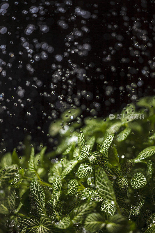 雨滴落在绿色植物上