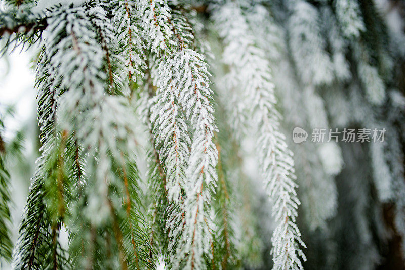 雪中的冷杉枝