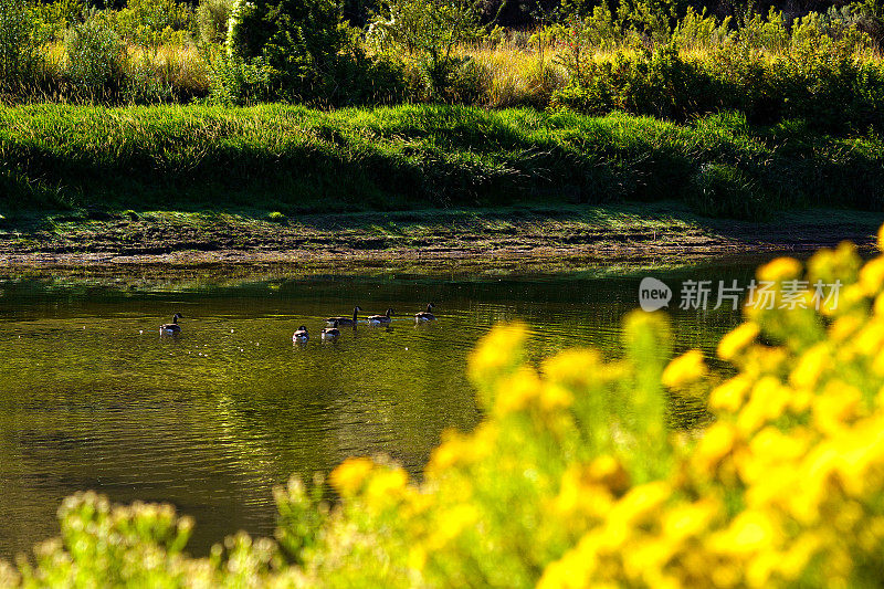 沿河流自然栖息地的加拿大鹅