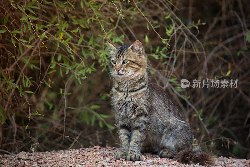 灰色虎斑毛茸茸的猫坐在灌木丛中