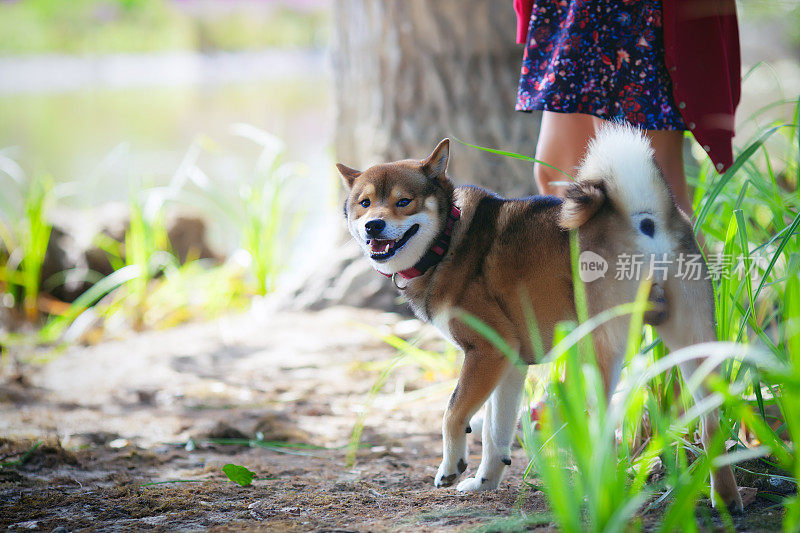 一位妇女在拍摄柴犬