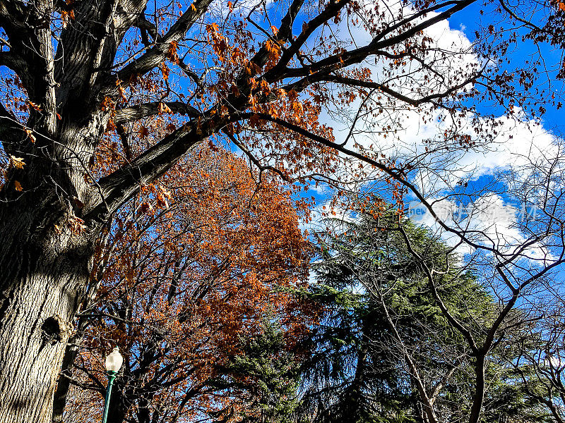 秋天的树叶在城市公园