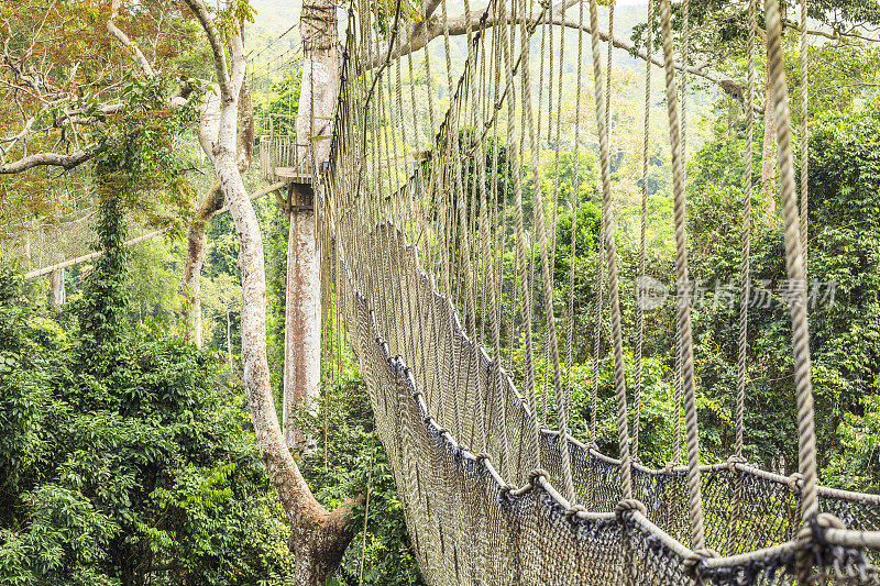 加纳卡库姆国家公园热带雨林的树冠步道