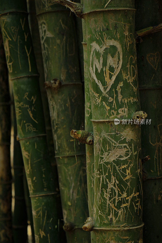 《竹树》有许多爱情故事