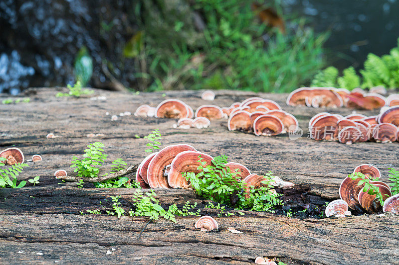 蘑菇在木材上的特写镜头