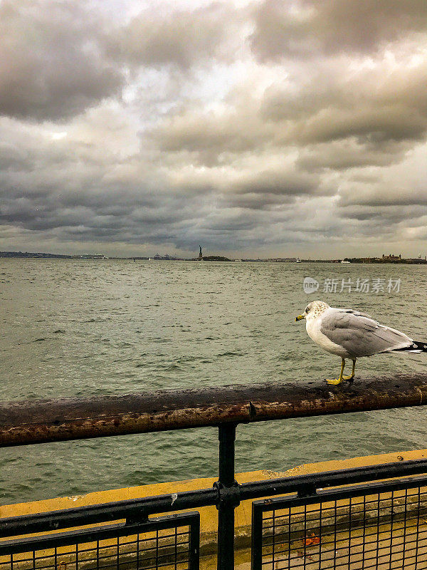 海鸥与暴风雨的天空和观看自由女神像