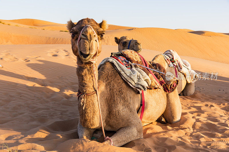阿曼沙漠中的骆驼特写