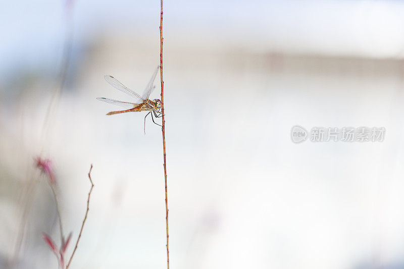 一朵花中的蜻蜓