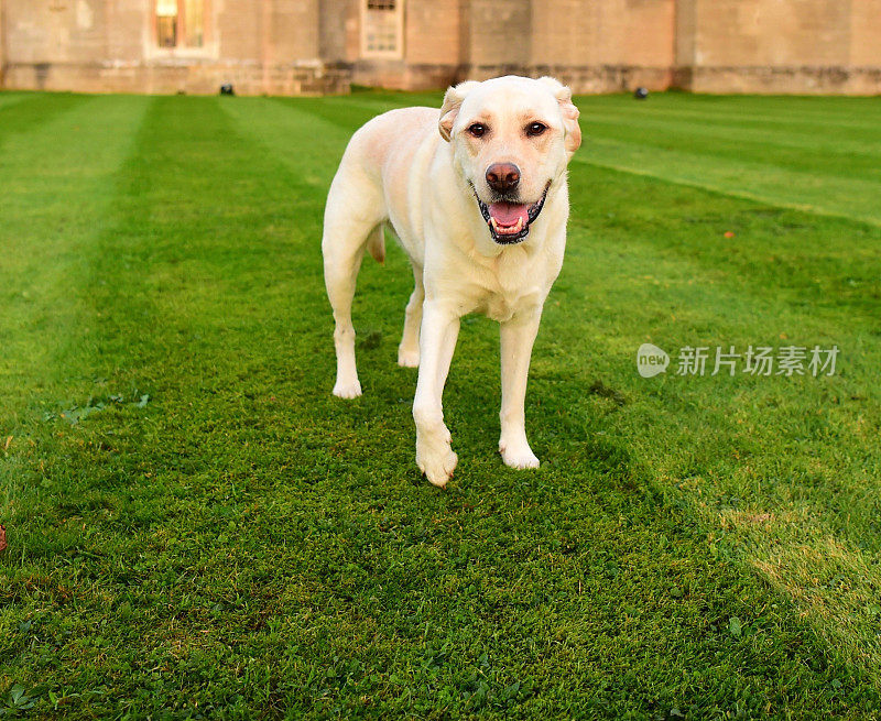 英国的拉布拉多寻回犬