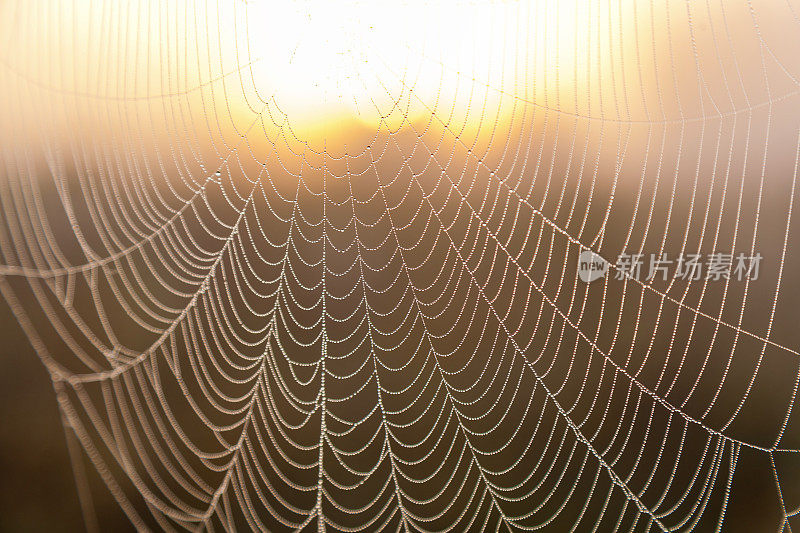 太阳背景下的蜘蛛网