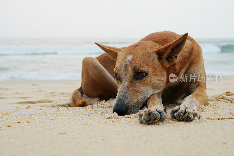马拉巴尔海岸的流浪狗