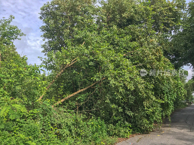 暴风雨过后倒下的树在公路附近