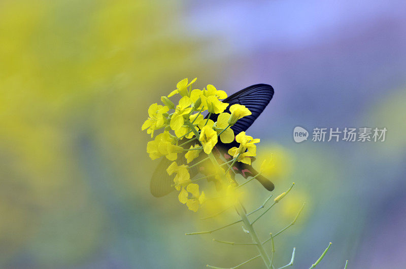 油菜花上的蝴蝶