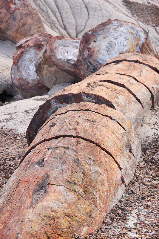 石化木材三叠纪时期的原木化石