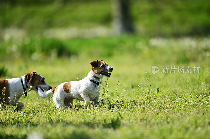 两只杰克罗素梗犬在公园里玩耍