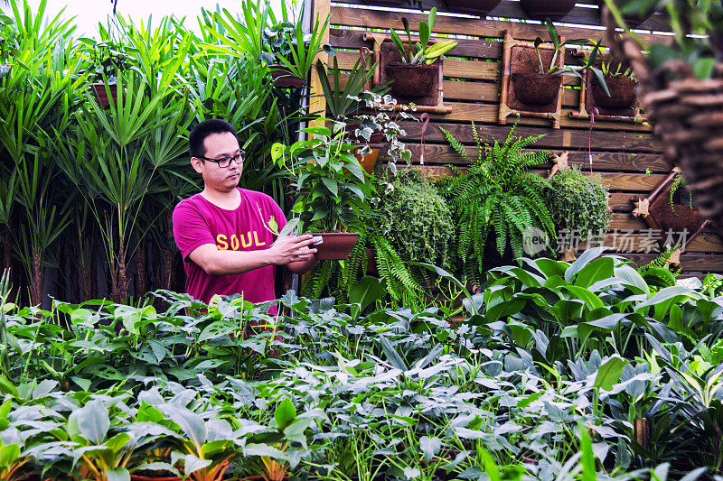 日本人种植植物。