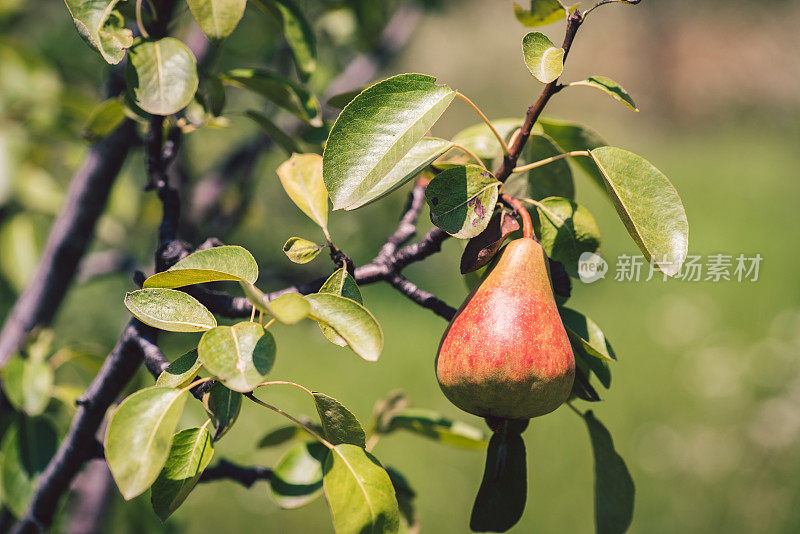 在一个阳光明媚的日子里，花园里的绿色和美味的梨。