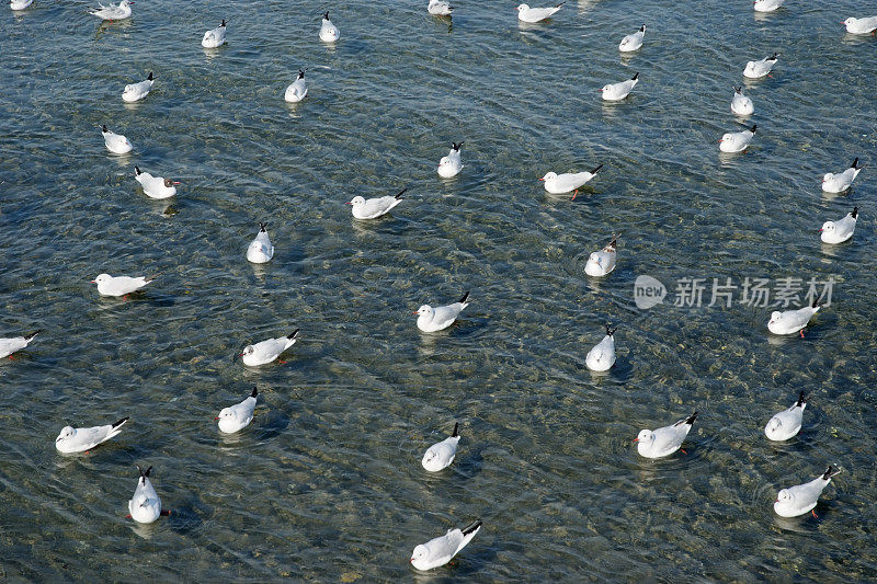 浅海上漂浮着许多海鸥