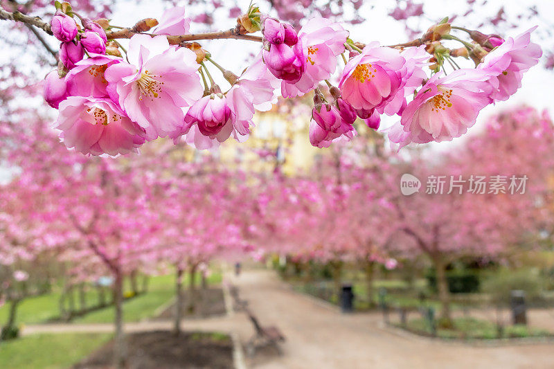 樱桃树花宁静