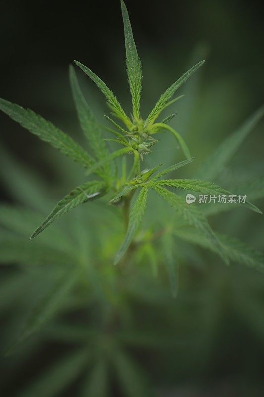 奇旺国家公园的野生大麻