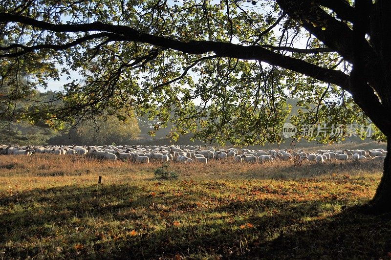 荒野中的羊群