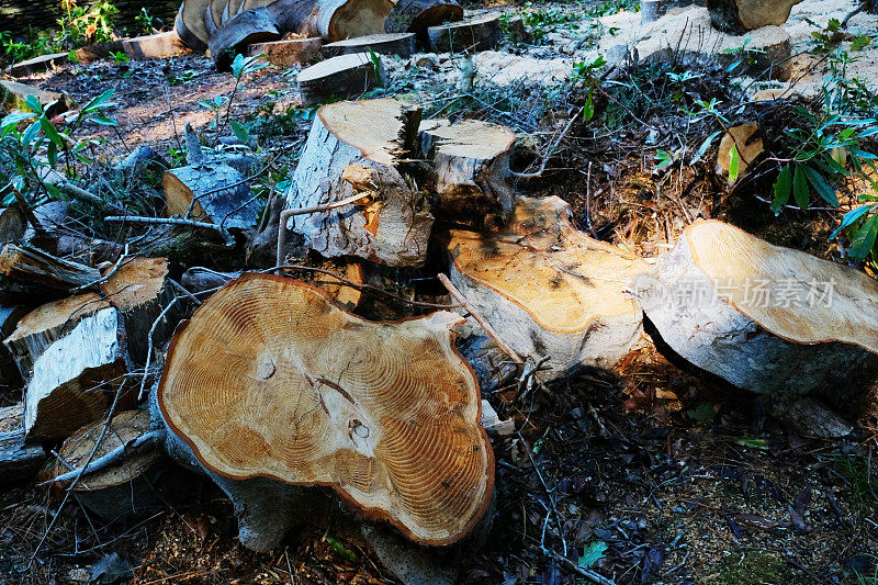 砍伐森林地面上的木材