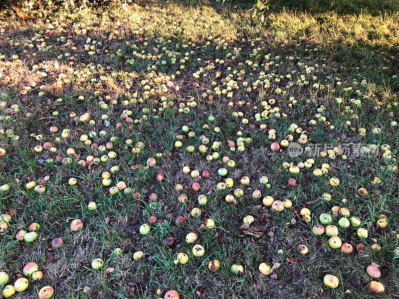 苹果，落在草地上的水果