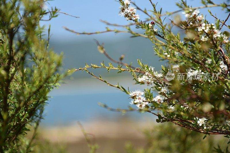 卡努卡（昆泽亚埃里诺德）茶树