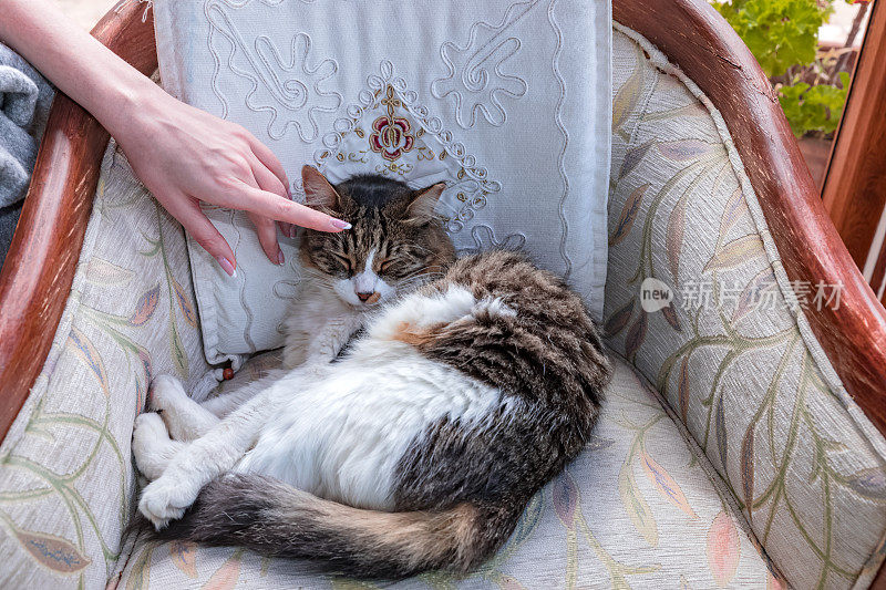 推挤:女人用手抚摸着睡着的猫