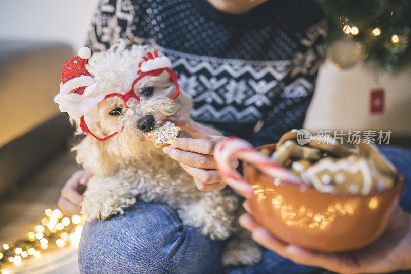 一个女人正在装饰自制的圣诞饼干，她的宠物狗坐在她的膝盖上