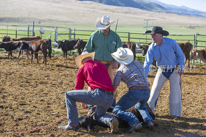 牧场上准备给牛打烙印、标记耳朵和阉割的牛