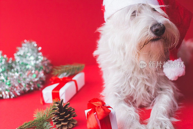 雪纳瑞犬圣诞节