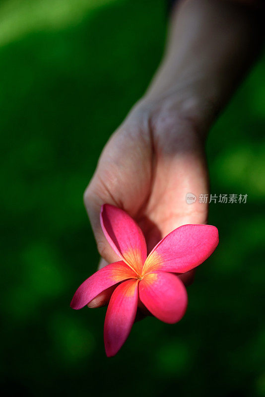 女人双手捧着美丽的粉红色鸡蛋花与绿色的草背景