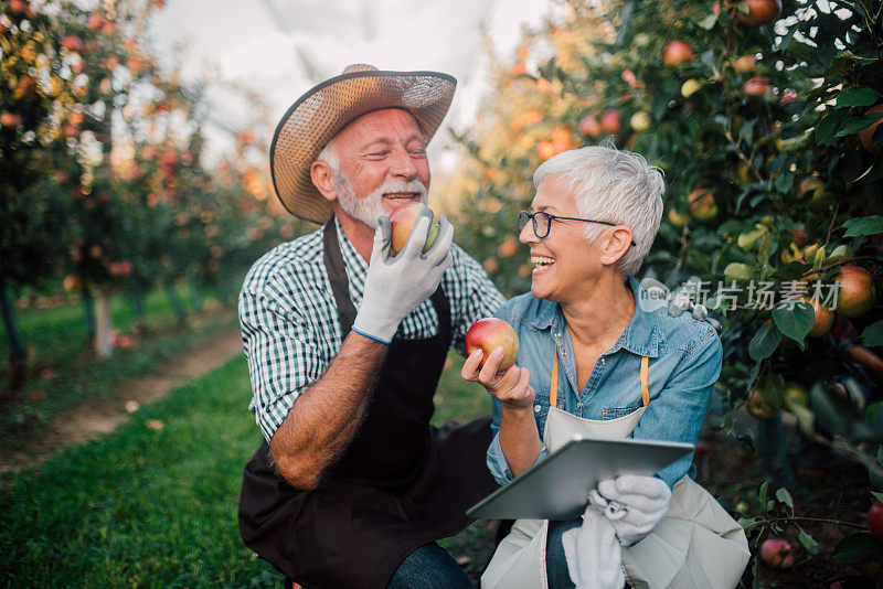 一对幸福的老夫妇在苹果园里使用数码平板电脑